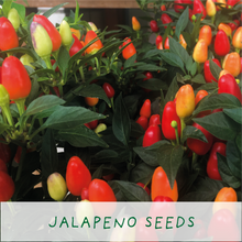 Load image into Gallery viewer, Flaming Hot Chillies. Eco Mini Chilli Grow Kit
